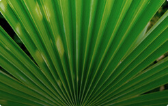 Serenoa Repens - ingrediente natural