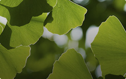 Ginkgo Biloba - melhora circulação